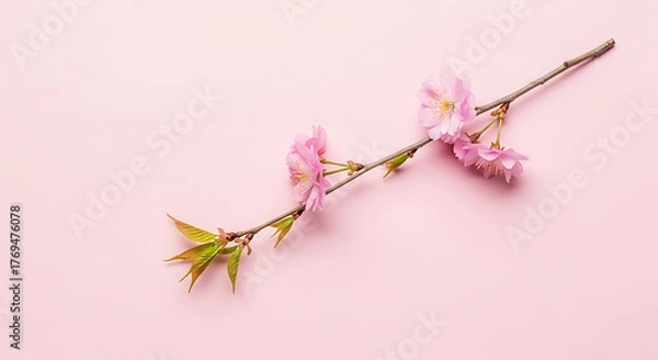 Obraz Delicate pink cherry blossom branch with fresh green leaves on a soft pink background creating a serene spring scene