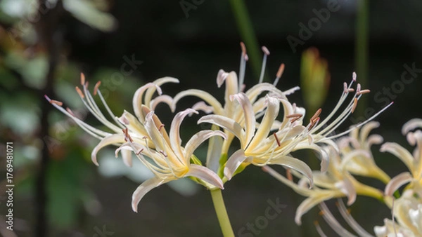 Fototapeta 秋の庭に咲く白い彼岸花の優雅な花