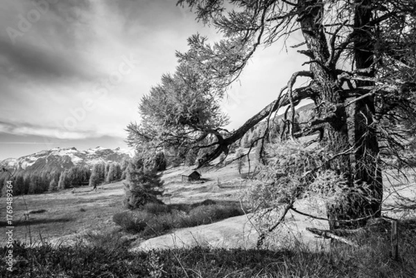 Fototapeta Herbstlandschaft mit Jagdhütte und Lärchenbaum in schwarz weiss