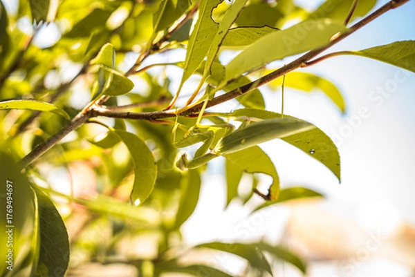 Obraz Praying Mantis on Leaves