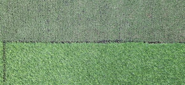 Fototapeta New synthetic grass with bright and beautiful dense (below) comparison of old artificial grass with dark green and dull green (top) and Artificial Turf is synthetic fiber material - similar to real 
