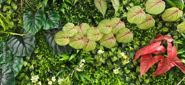 Fototapeta Artificial plants that look like real plants are durable, beautiful. Red heart-shaped leaves called anthuriums, caladiums, philodendrons, and Epipremnum plants. Beautiful artificial tree landscaping, 