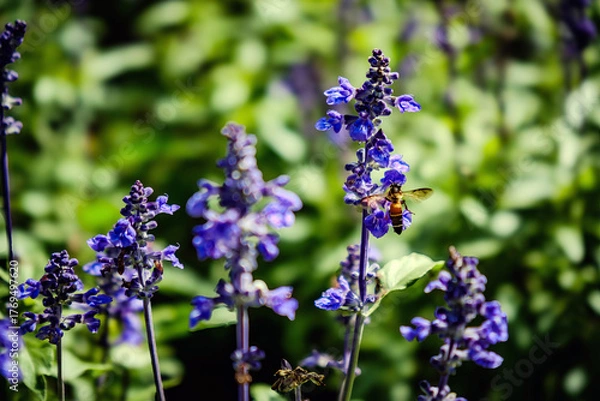 Fototapeta a vivid bee feeding nectar from small purple delphinium flower in wild garden field