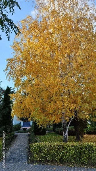 Obraz trees in autumn