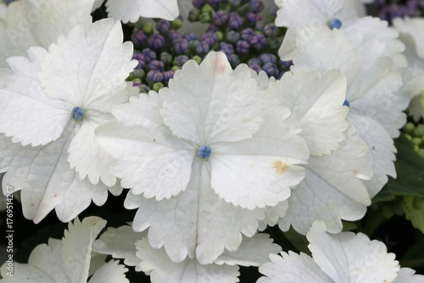 Obraz White lacecap Hydrangea flowers in close up