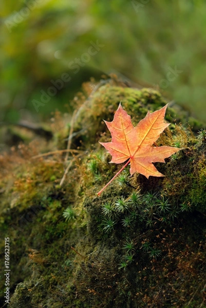 Fototapeta autumn background. orange fallen maple leaf on green moss, forest nature. symbol of autumn season. beautiful magic nature image. Fall time. soft focus