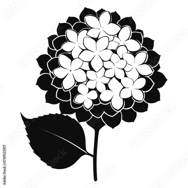Fototapeta hydrangea white silhouette on white