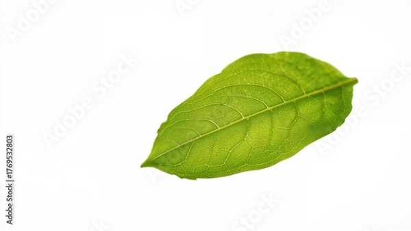Fototapeta Cornel leaf isolated on background.