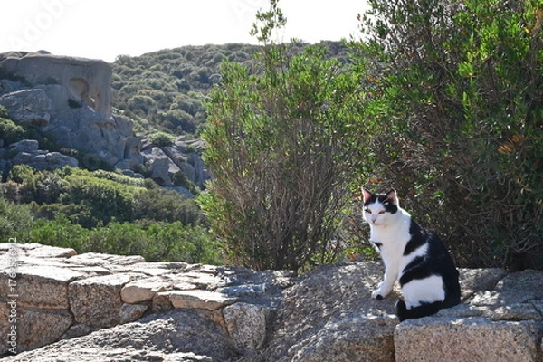 Obraz de Sartène à Propriano