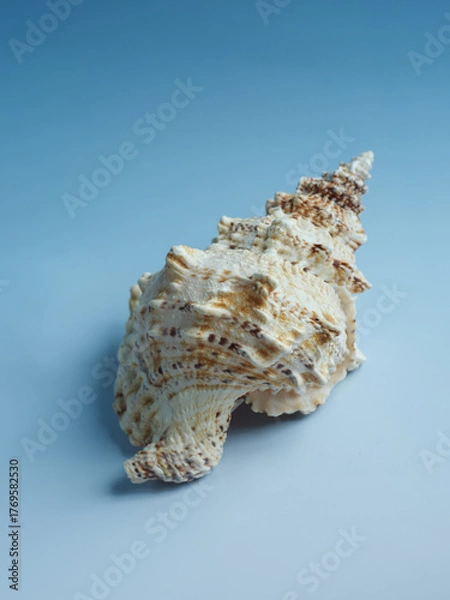 Obraz sea shell on blue background