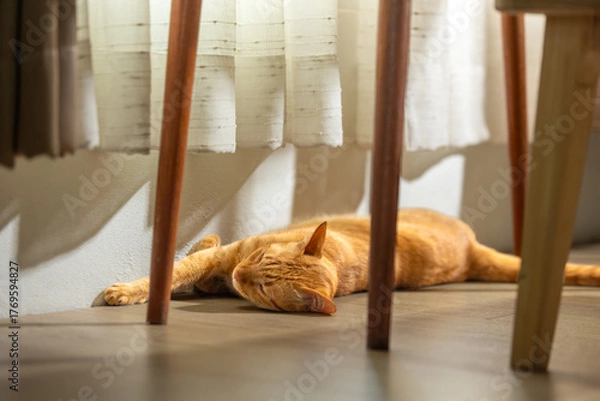 Obraz An orange cat sleeping under a window curtain indoors on a warm day