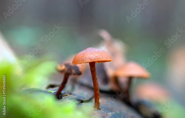 Fototapeta mushrooms