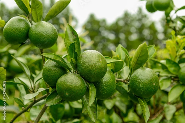 Fototapeta Citrus unshiu is an evergreen small tree with thin peel and sweet, aromatic fruits rich in vitamin C, widely cultivated in Korea. Photographed in Korea.