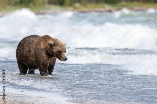 Fototapeta Alaskan brown bear searching for salmon in Naknek Lake