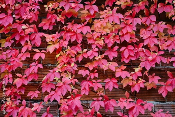 Fototapeta Bluszcz. Jesienne barwy pnącego bluszczu po ceglanym murze.