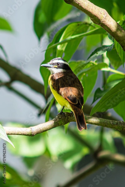 Fototapeta Beautiful colombian bird in a tree branch