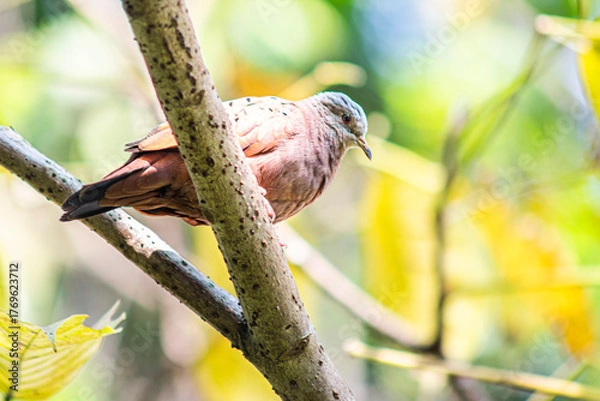 Fototapeta Beautiful colombian bird in a tree branch