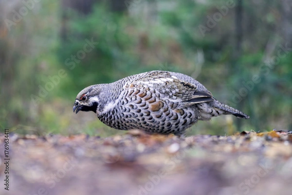 Obraz A male hazel grouse walking on the ground