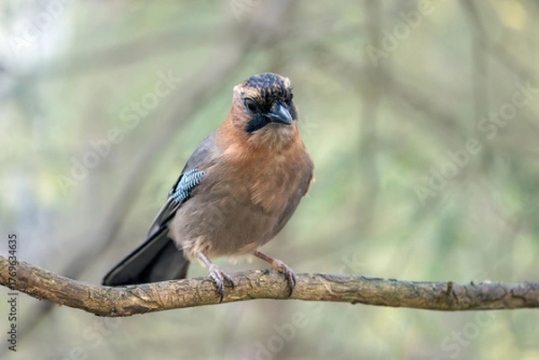 Obraz A jay perching on a branch