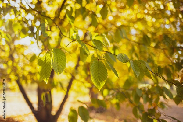 Obraz Liście jesienne makro