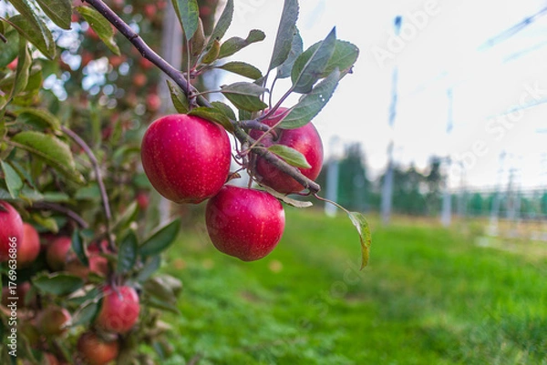 Obraz Closeup of ripe red apples hanging on tree branch in orchard. Autumn harvest in natural garden with green grass background.