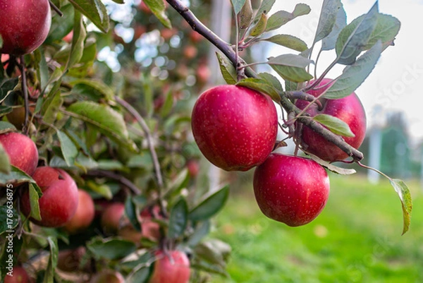 Obraz Ripe red apples on tree branch in orchard during harvest season. Fresh organic fruit growing on apple tree