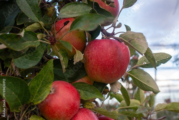 Obraz Close-up of ripe red apples growing on a tree branch in a modern orchard. Fresh, vibrant fruits surrounded by green leaves under a blue sky.