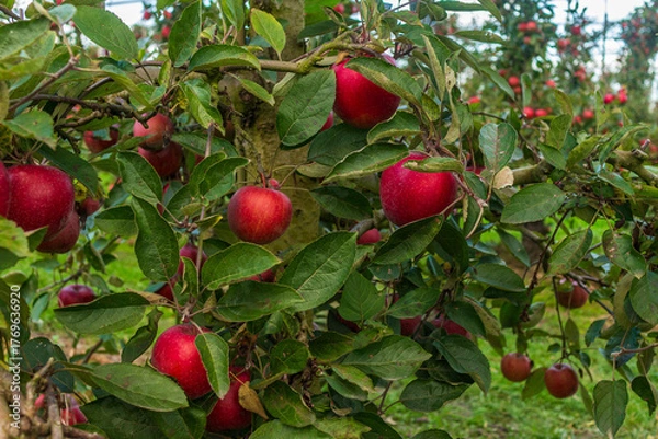 Obraz Ripe red apples growing on a tree in an orchard. The image shows a cluster of apples surrounded by green leaves, symbolizing natural farming