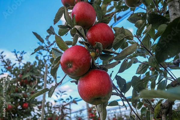 Obraz Close-up of several ripe red apples hanging on a branch against a clear blue sky in an apple orchard.