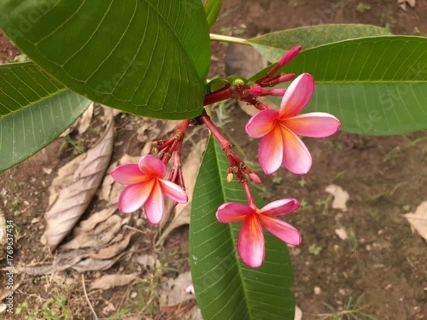 Obraz Kamboja Merah (Plumeria rubra) in the garden. Also known as frangipani, red paucipan, red jasmine, red frangipani, common frangipani, temple tree, calachuchi, or plumeria. 