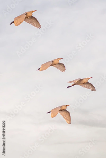 Fototapeta Group of herons flying over the sky, with clouds in the background at sunset