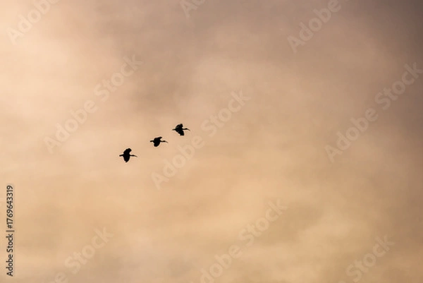 Fototapeta Group of herons flying over the sky, with clouds in the background at sunset