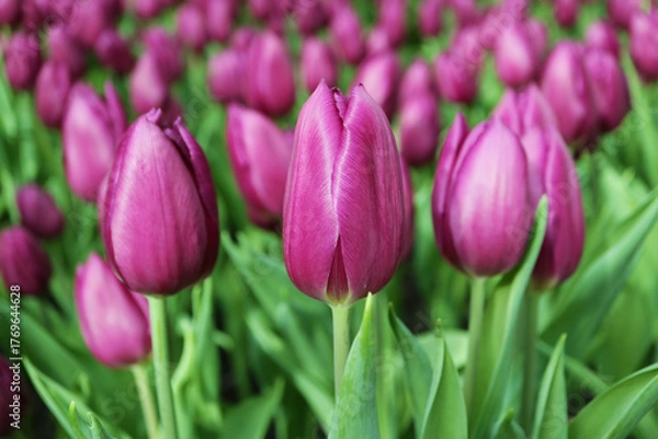 Fototapeta Striking  Purple Flag Tulips Blooming in the Field