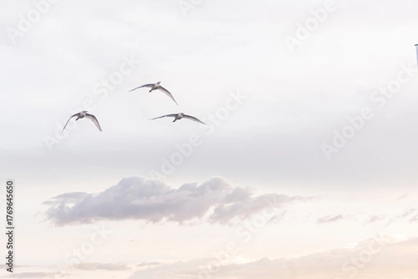 Fototapeta Group of herons flying over the sky, with clouds in the background at sunset