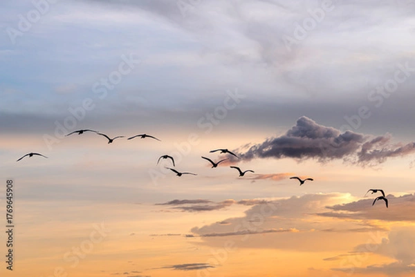 Fototapeta Group of herons flying over the sky, with clouds in the background at sunset