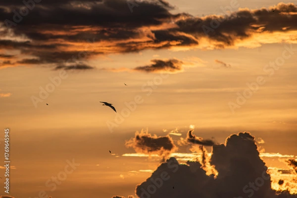 Fototapeta Group of herons flying over the sky, with clouds in the background at sunset