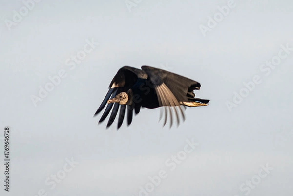 Fototapeta Vulture flying with outstretched wings