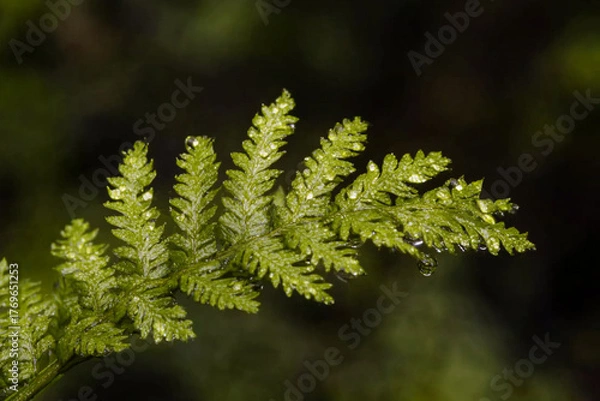 Fototapeta A dewdrop balancing on the edge of a delicate fern