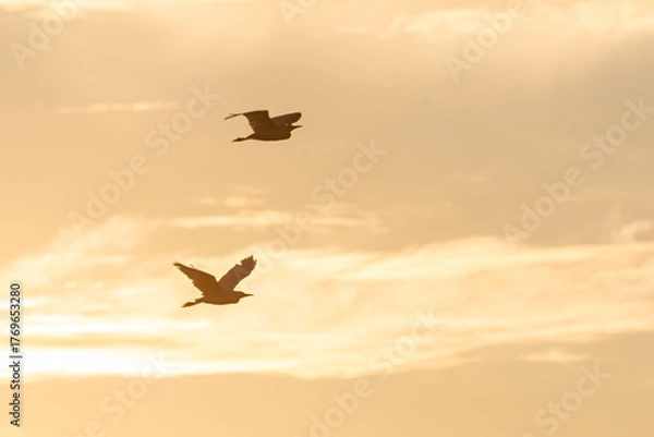 Fototapeta Group of herons flying over the sky, with clouds in the background at sunset