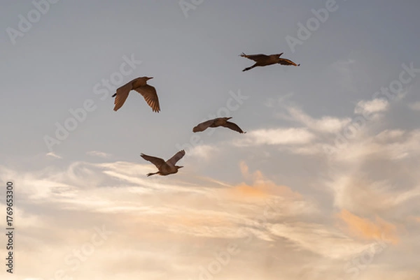 Fototapeta Group of herons flying over the sky, with clouds in the background at sunset