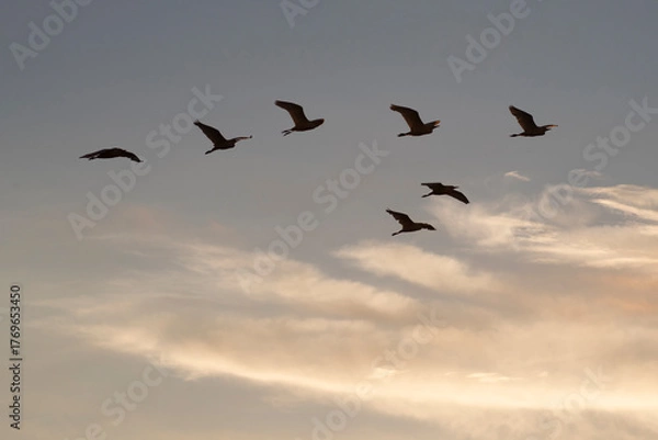 Fototapeta Group of herons flying over the sky, with clouds in the background at sunset