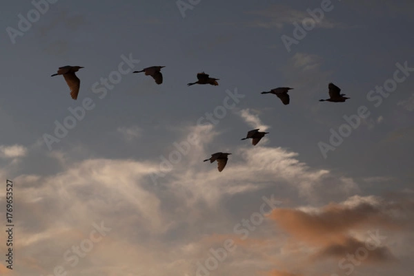 Fototapeta Group of herons flying over the sky, with clouds in the background at sunset