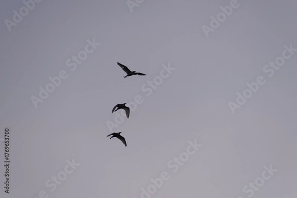 Fototapeta Group of herons flying over the sky, with clouds in the background at sunset