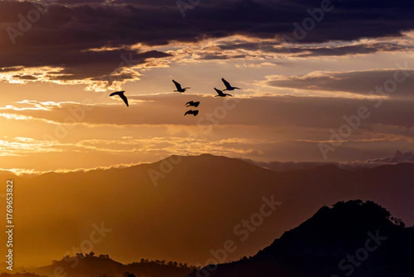 Fototapeta Group of herons flying over the sky, with clouds in the background at sunset