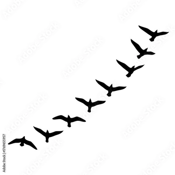 Fototapeta Silhouette of birds in v formation flying in clear sky