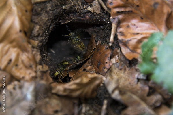 Obraz Erdwespen Nest