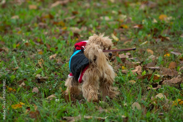Obraz dog in the grass
