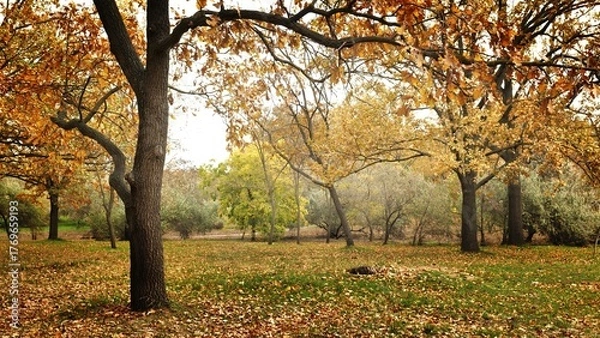 Fototapeta Autumn foliage on trees in the park.