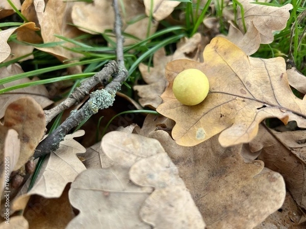 Obraz Oak apples or oak galls on oak leaves in an autumn park