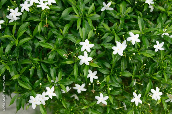 Obraz Small white flowers on a green leafy tree